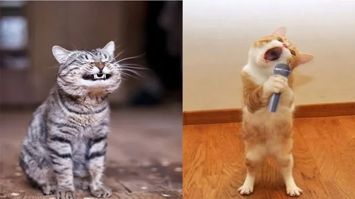 10+ Cats That Are Believed To Be Masters And Tricks