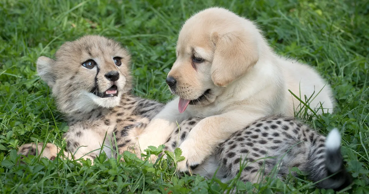 Los guepardos son tan tímidos que los zoos les proporcionan sus propios perros "de apoyo emocional"