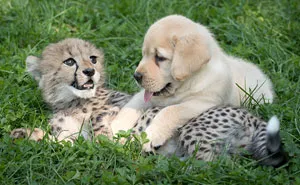 Los guepardos son tan tímidos que los zoos les proporcionan sus propios perros "de apoyo emocional"