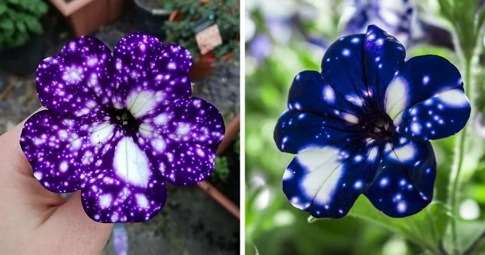 These "Galaxy" Flowers Hold Entire Universes On Their Petals