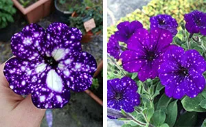 These "Galaxy" Flowers Hold Entire Universes On Their Petals