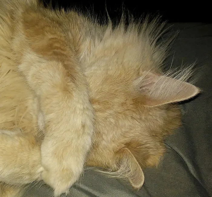 No More Pictures!!!!  Grumpy Maine Coon "cupcake"