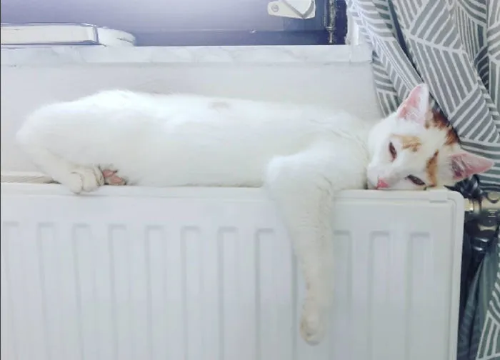 My Cat Likes It Hot