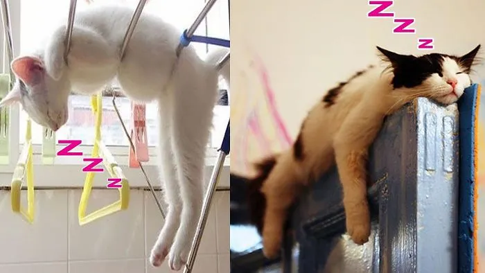 20+ Pics That Prove Cats Can Sleep Pretty Much Anywhere, Having Funny Positions