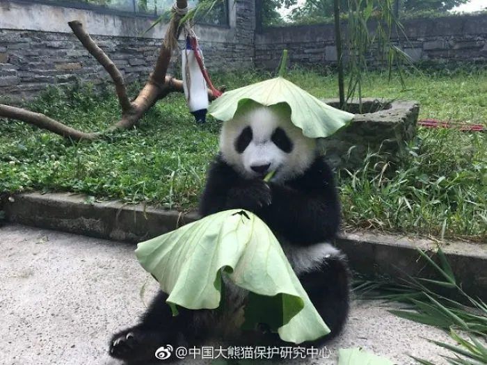 Pandas In Sw China Rock Tailor-Made Hats To Stay Cool This Summer