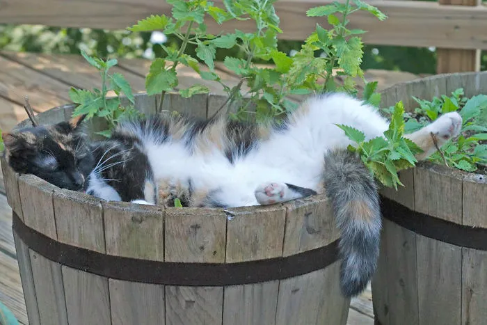 Passed Out In The Catnip Planter