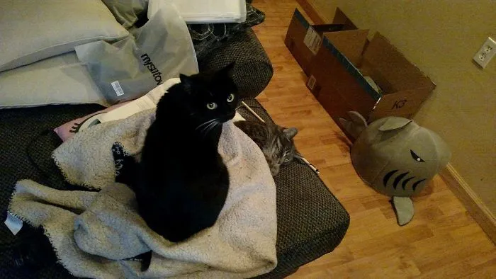 Cats Are Jerks