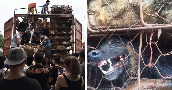 Guy Sees Truck Loaded With 1000 Dogs About To Be Butchered, Drives His SUV In Front Of The Truck To Stop It