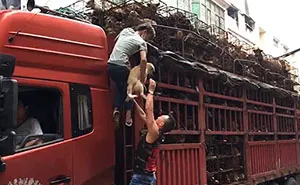 Guy Sees Truck Loaded With 1000 Dogs About To Be Butchered, Drives His SUV In Front Of The Truck To Stop It