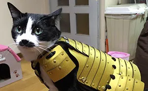 This Japanese Company Makes Samurai Armor for Cats and Dogs