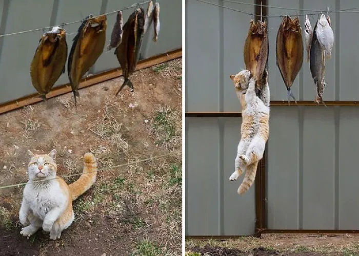 Robando pescado ahumado