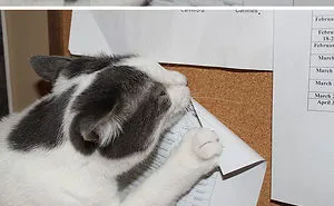236 Times Pets Were Caught Red-Handed