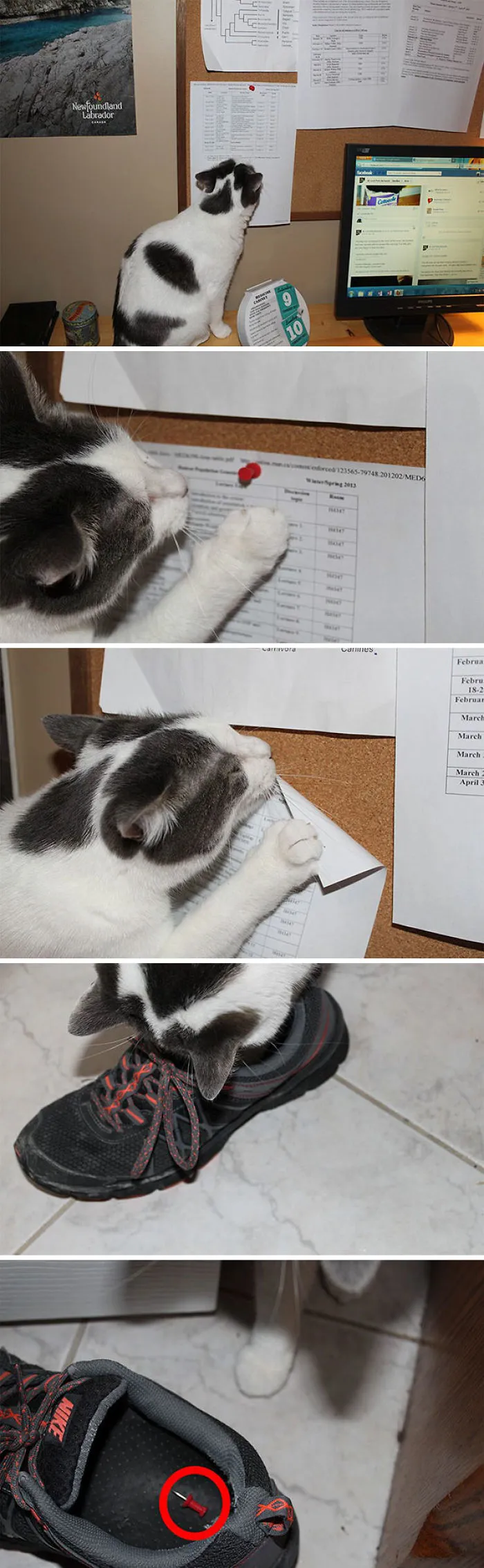 Me encontraba chinchetas en los zapatos y no sabía cuál de mis gatos quería matarme