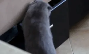 236 Times Pets Were Caught Red-Handed
