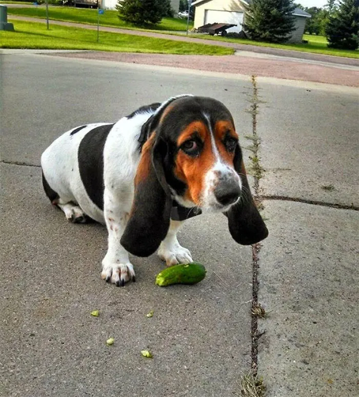 Perro robapepinos