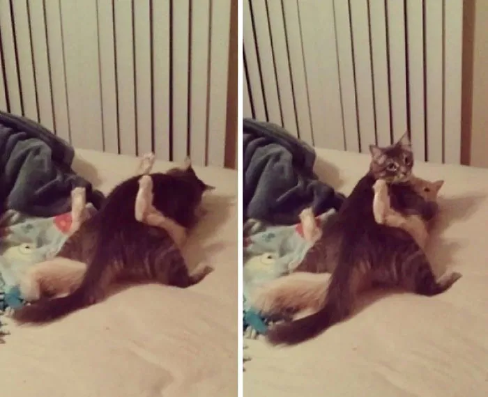 He pillado a mis gatos teniendo sexo estilo humano