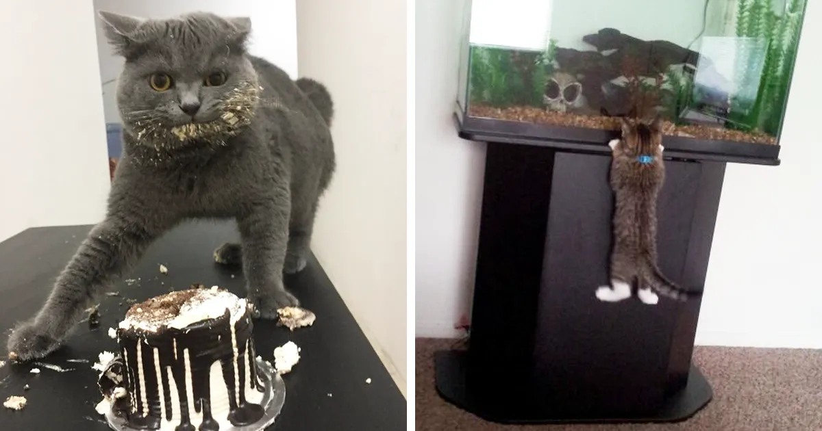 10+ Mascotas pilladas con las manos en la masa