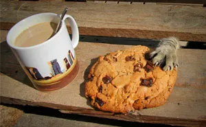 10+ Mascotas pilladas con las manos en la masa
