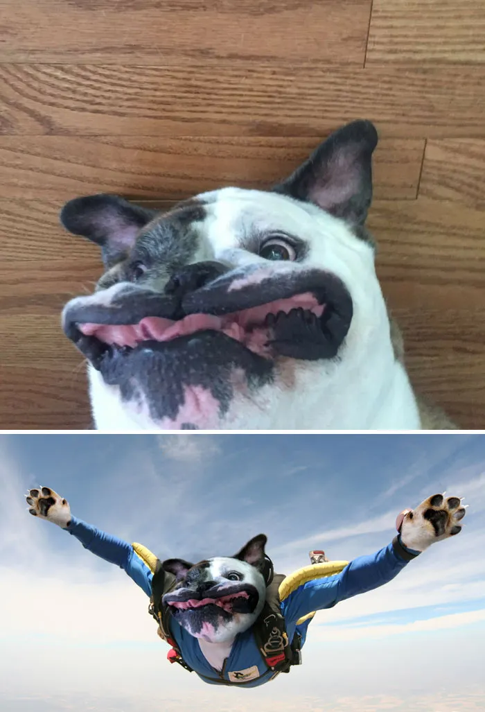 Perro poniendo cara ridíciula