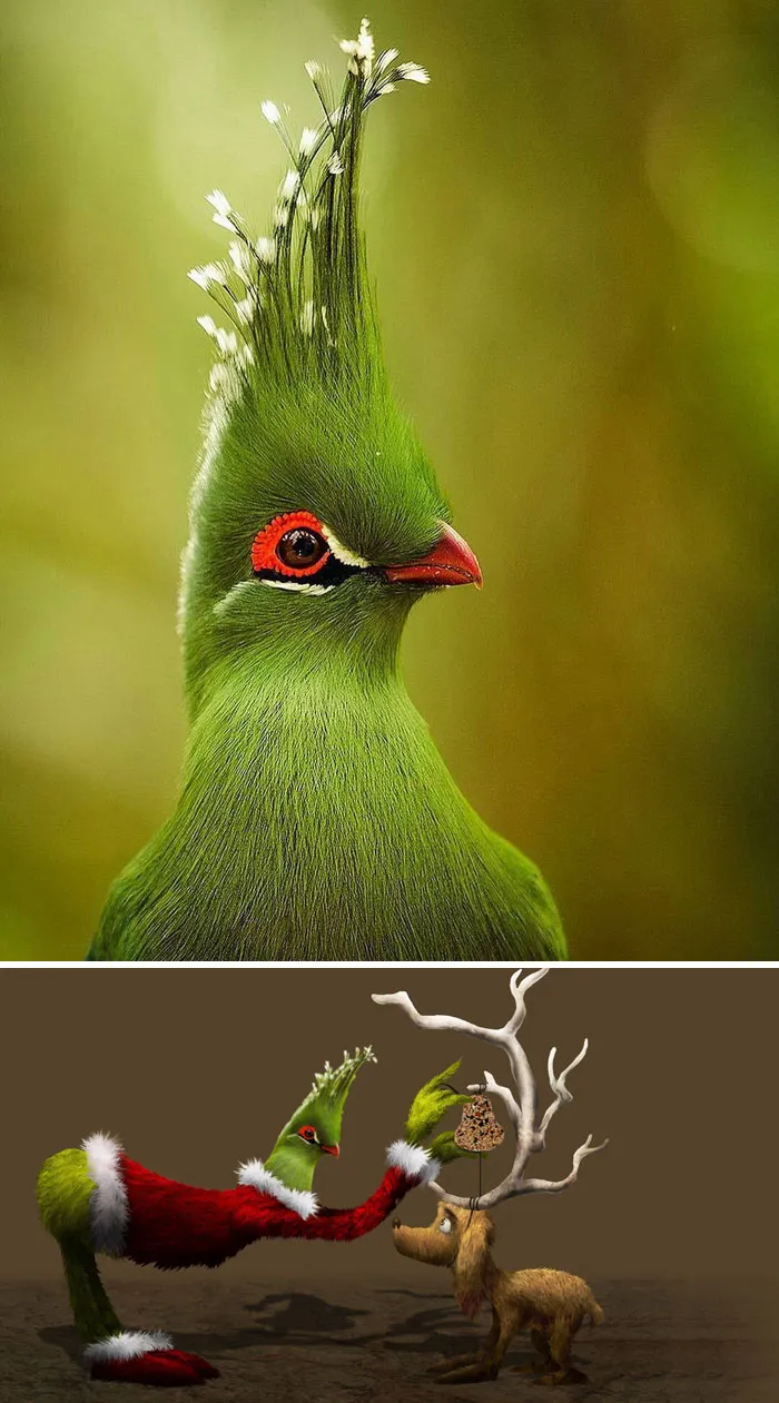 A Bird With Wacky Hair
