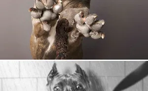The Winners Of The Greatest Photoshop Battles Ever (100 Pics)