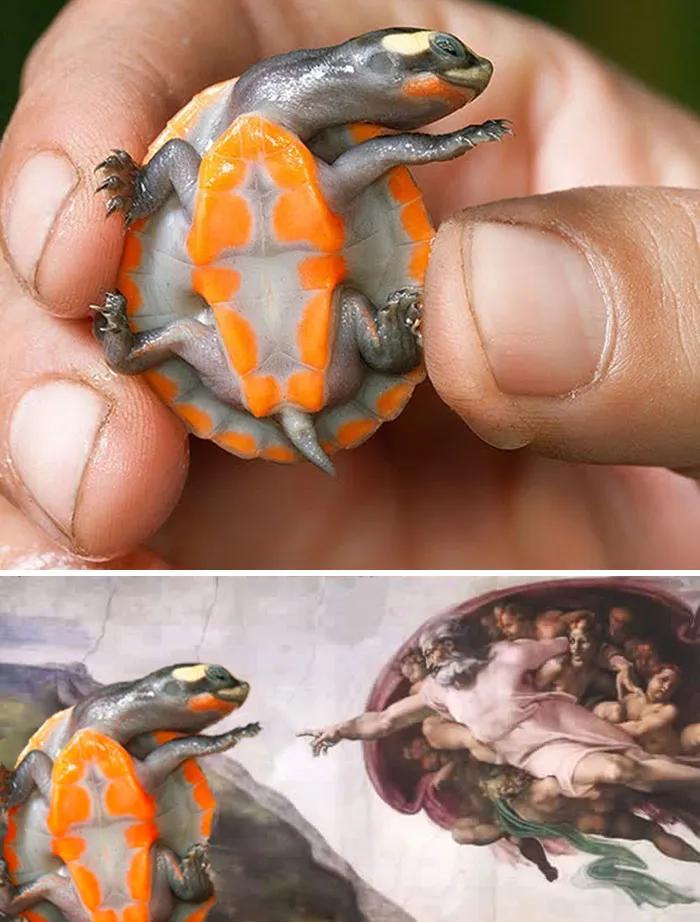 A tiny turtle Photoshopped into Michelangelo's Creation of Adam.