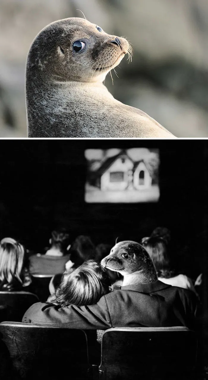 Seal from a Photoshop battle, edited into a vintage cinema scene, embracing a person.