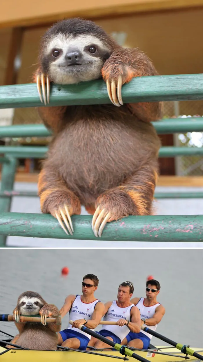 Little Baby Sloth On A Rail
