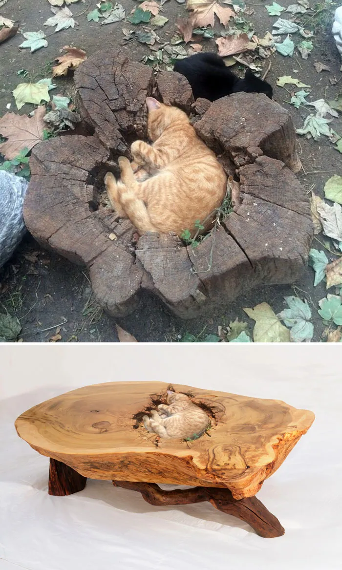 Photoshop battle winner: Cat nestled in a tree stump, turned into a carved wooden table design.