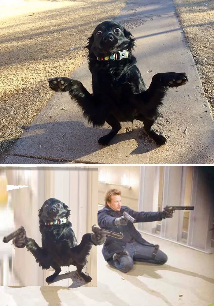 A playful Photoshop battle edit of a dog's paws transformed into movie action scene.