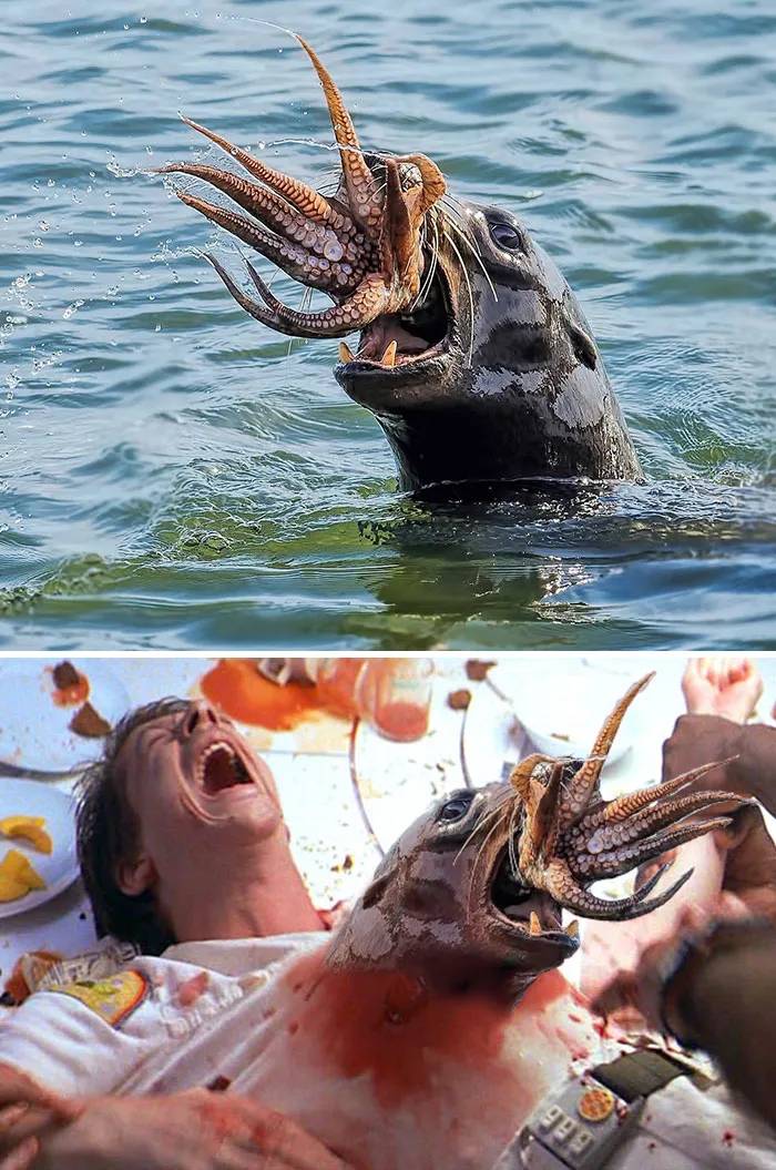 Sea lion in water with squid and a humorous Photoshop battle scene below with chaos and creativity.