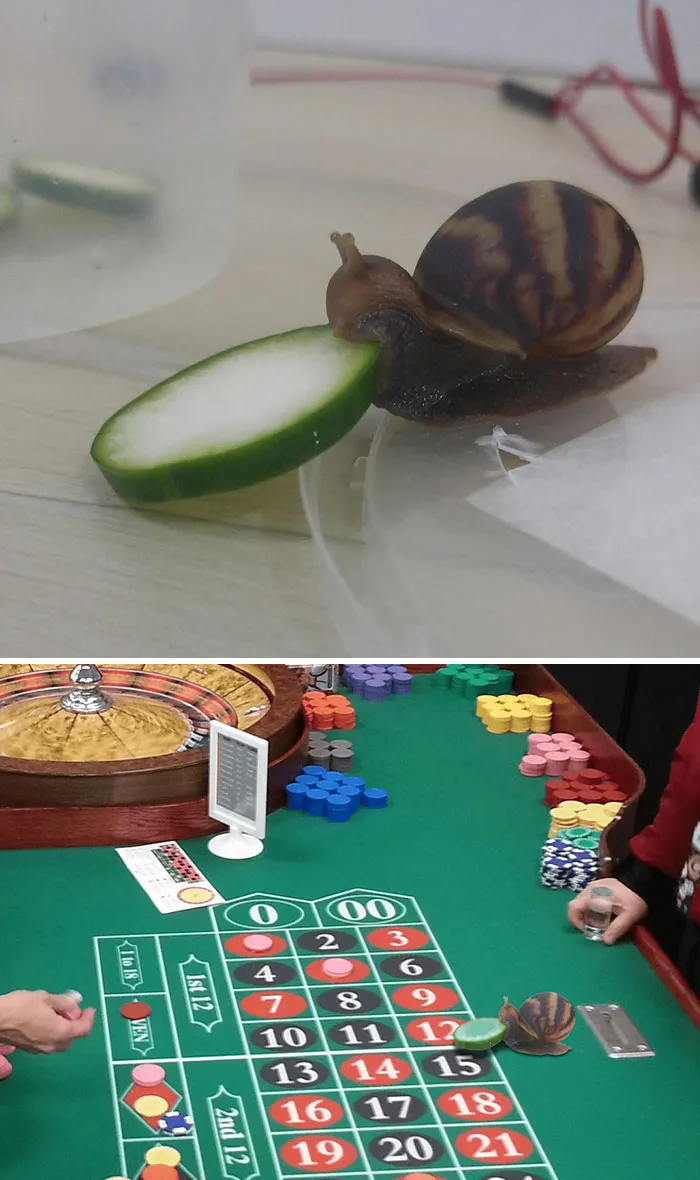 Snail on cucumber slice at a roulette table in a creative Photoshop battle image.