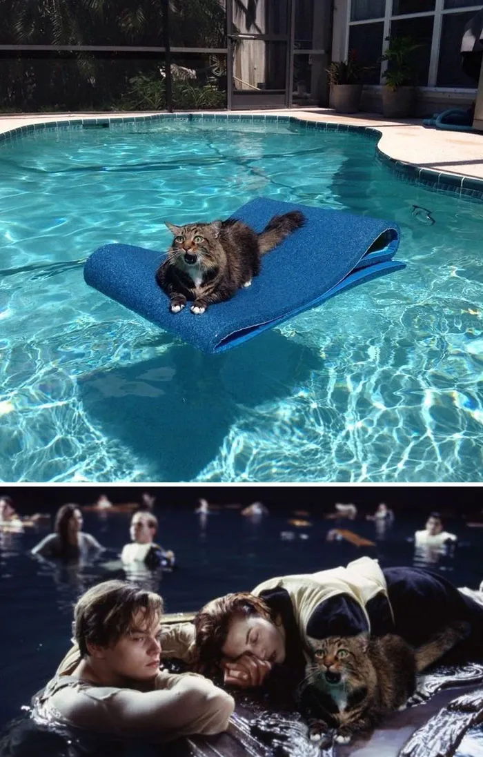 This Stranded Cat