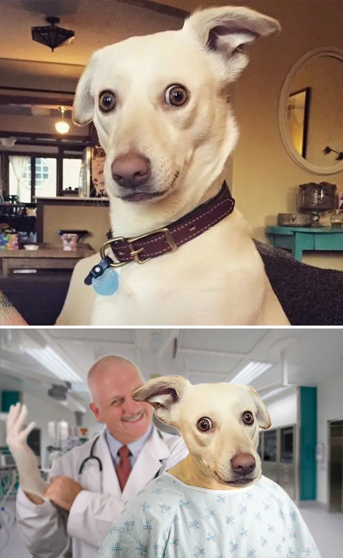 Trust Me, I'm A Dogtor...