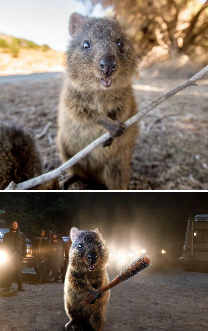 Happy Quokka With A Stick
