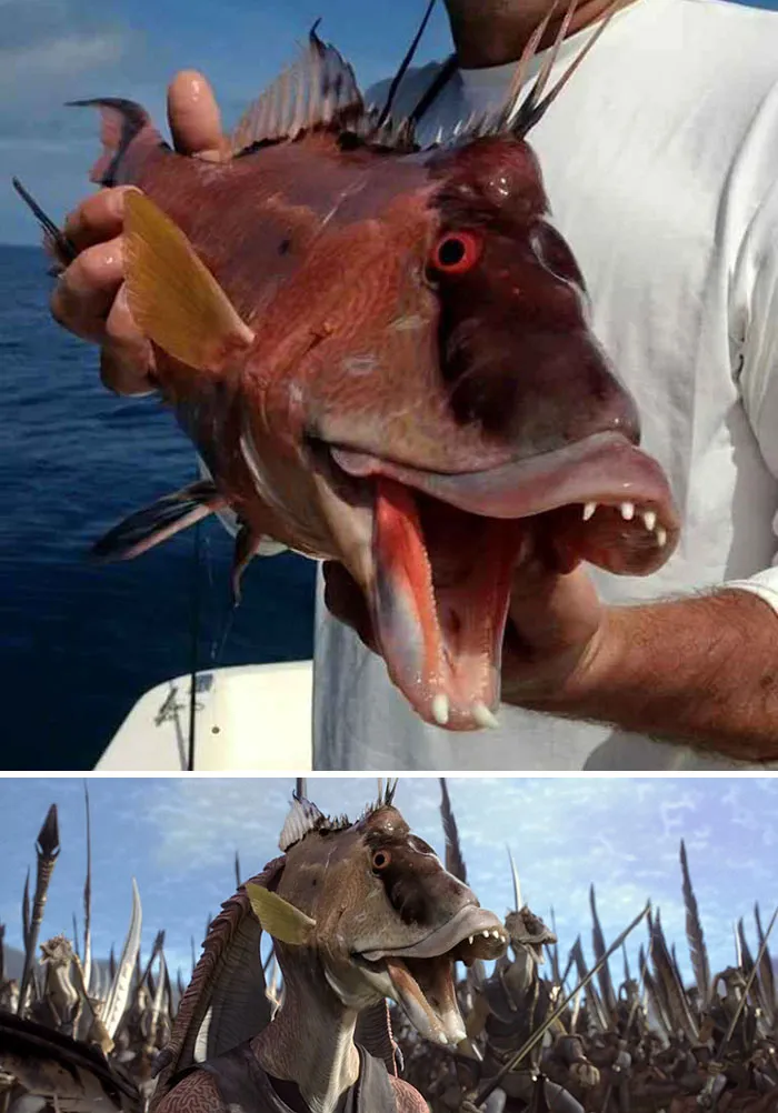 Fish with a unique face resembling a character from a battle scene, showcasing creative photoshop skills.