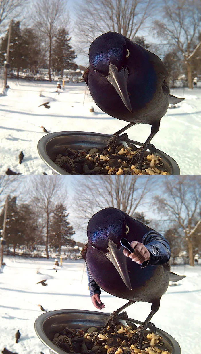 Jackdaw On A Bird Feeder