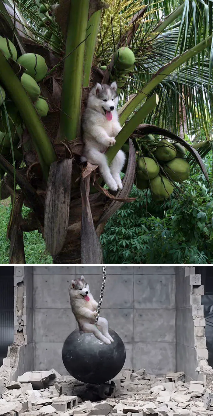 Photoshop battle: Adorable puppy in a palm tree, then photoshopped riding a wrecking ball in a construction scene.