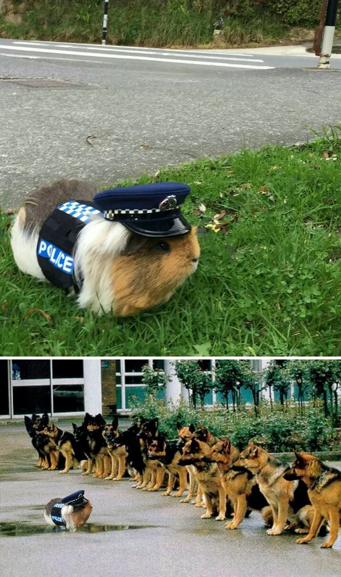 A Guinea Pig Wearing A Police Costume