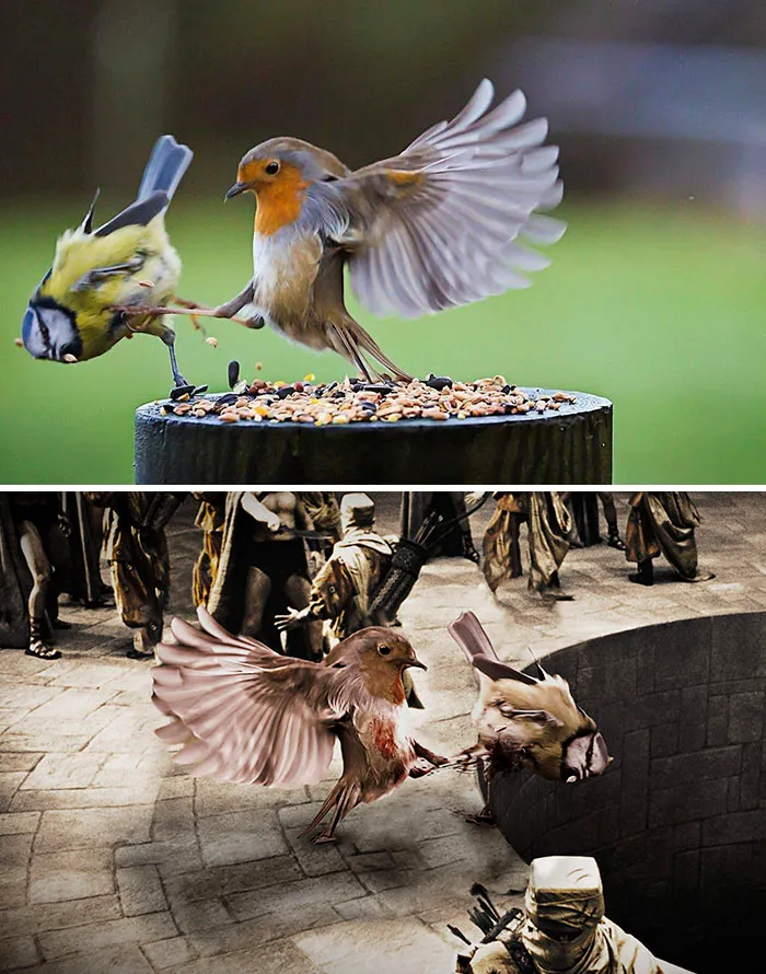 Bird Kicking Bird