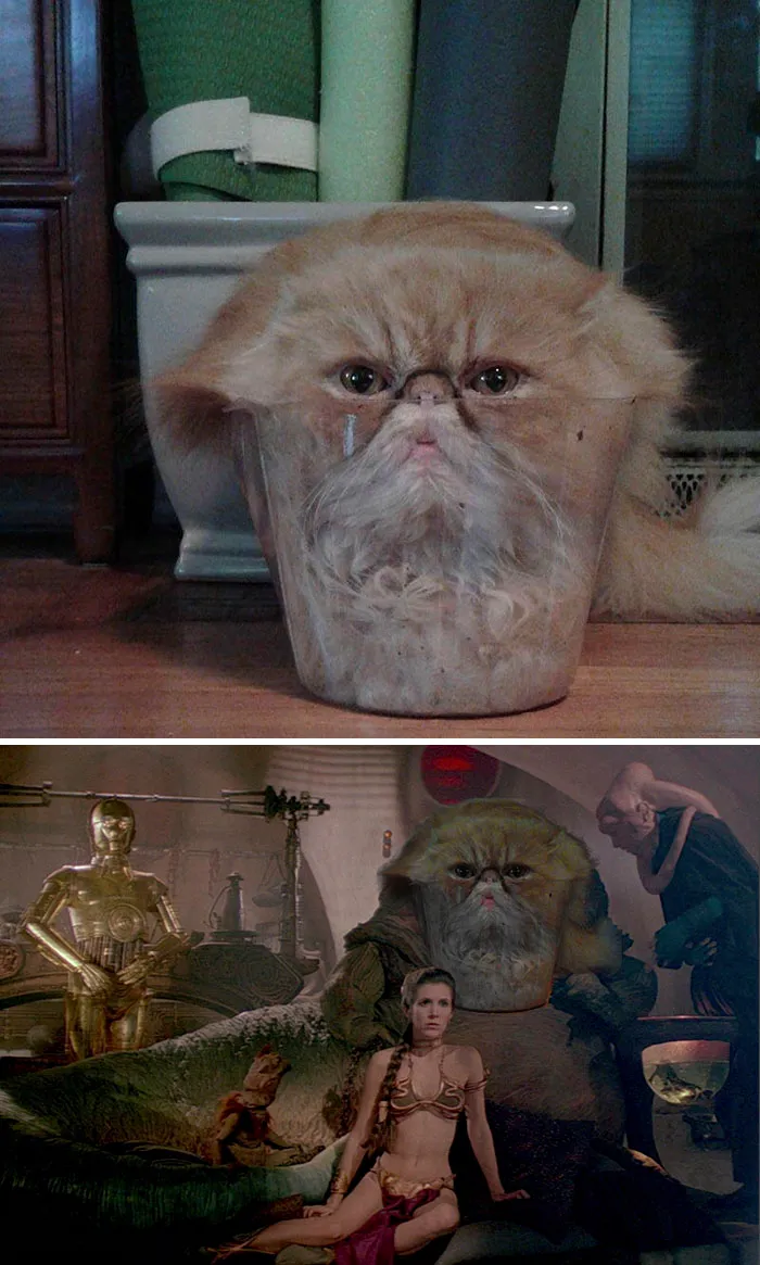 Glass Cat