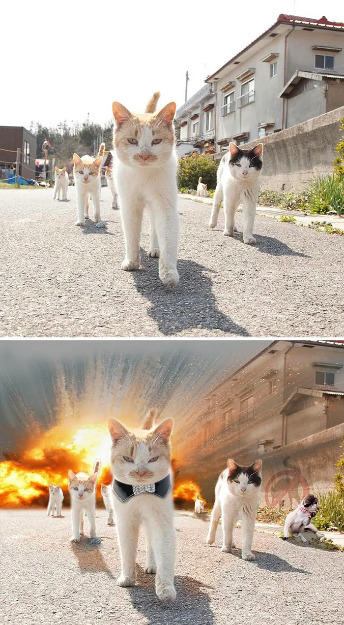 Cats Walking In Japanese Neighbourhood