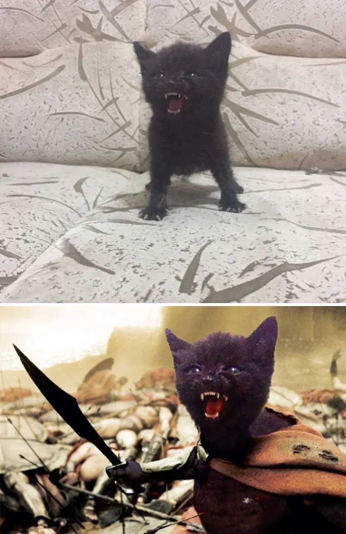 An Angry Kitty