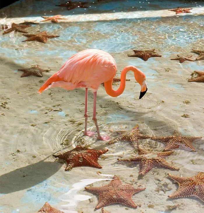 84 Gorgeous Flamingo Pics To Celebrate Pink Flamingo Day