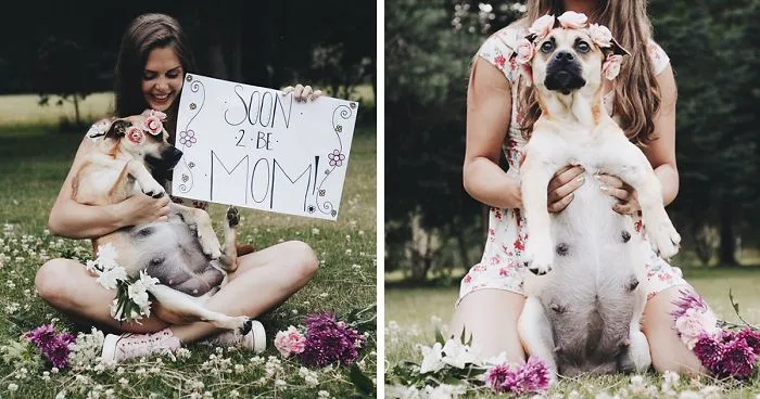 This Pregnant Dog Just Had A Maternity Photoshoot, And People Just Can't Handle It