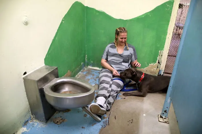 Us Prison Asks Inmates To Take Care Of Abused Animals