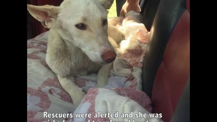 Sisters N Paws Inc Rescues Abused Pup From Warehouse In Egypt