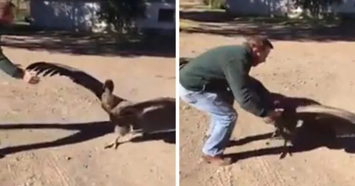 This Man Rescued An Injured Condor, Now The Bird Keeps Coming Back To Say 'Thanks'