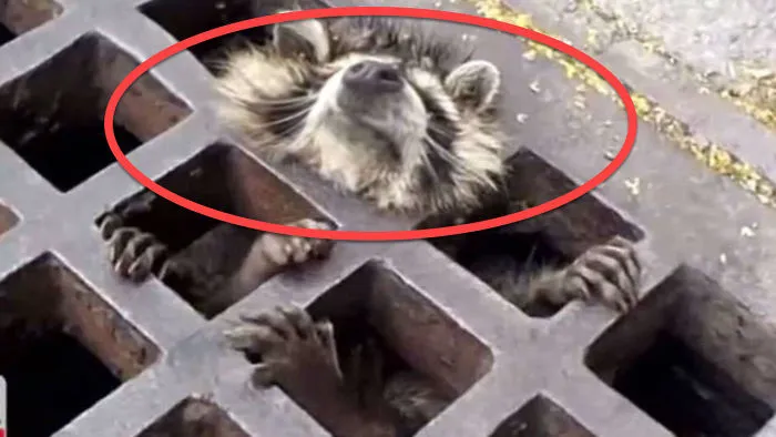 Raccoon Got His Head Stuck In A Drain Freeing Him Was A Team Effort