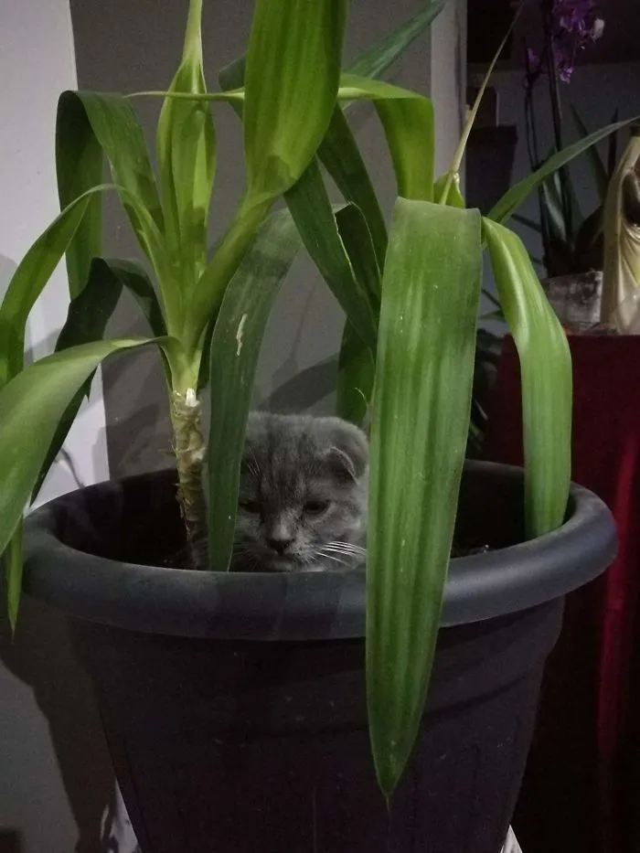 Hiding-place... Or A Toilet 🐈💩
